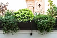 Planters attached to wall of roof garden, filled with evergreen shrubs and perennials: Lavandula, Convolvolus, Euphorbia, Callistemum, Mesembrianthum, Raphiolephis and Arbutus unedo
