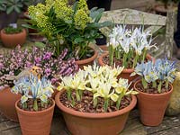A garden table full of pots of miniature Iris reticulata, Erica and Skimmia. 