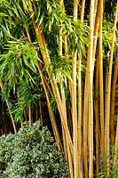 Phyllostachys aureosulcata - Yellow-stemmed Bamboo - with Ilex aquifolium 'Golden Queen' -Holly