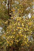 Argania spinosa - Argan tree