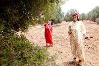 Women harvesting Argan fruit