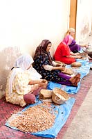 People shelling Argan nuts to obtain oil