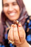 Woman opening shell of Argan nut.