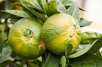 Citrus aurantium 'Bouquetier de Nice' - Sour Orange