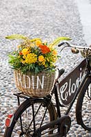 Bicycle decorated with basket of flowers, including Rosa 'Boheme', Achillea, Eremurus and Chrysanthemum daisies. 