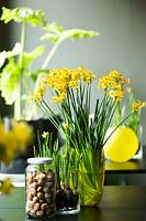 Daffodils displayed in glass vases. 