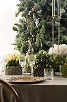 Winter floral arrangement by place settings, including Narcissus 'Paperwhite', pine foliage and Tulips.  