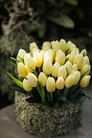 Forced blooming Tulipa 'White Dream' in decorative container. 