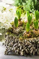 Decorative container made of dried cones, containing Hyacinthus bulbs. 