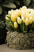 Forced blooming Tulipa 'White Dream' in decorative container.