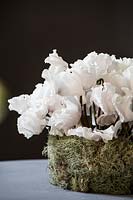White flowering Cyclamen in container decorated with moss. 