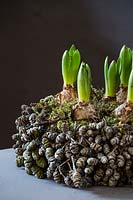 Decorative container made of dried cones, containing Hyacinthus bulbs.
