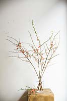 Japanese Quince branch in glass vase. 