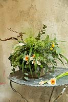 Ammi majus, daffodils and Eucalyptus in early spring floral arrangement. 