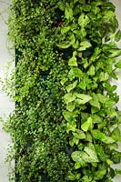 Vertical garden with Ficus repans and Syngonium