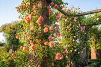 Rosa 'Anne Dakin' - Climbing Rose - growing on a pergola 