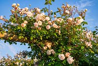 Rosa 'The Lady of the Lake' - Rambling Rose - growing on a pergola