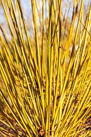 Salix alba 'Britzensis' - Willow - stems 