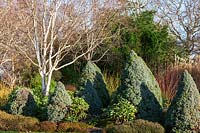 Picea glauca 'Alberta Blue', Betula utilis - Betula utilis - with Cornus sericea 'Flaviramea' 