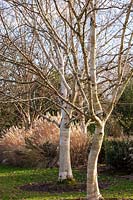 Betula utilis var. occidentalis 'Kyelang' - Birch - pair of trees in front of ornamental grasses