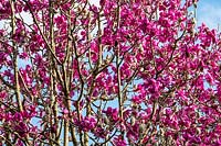 Magnolia campbellii var. mollicomata 'Bishop Michael'