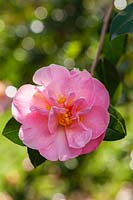 Camellia oleifera 'Pink Icicle'