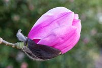 Magnolia 'Susanna van Veen' - single flower profile