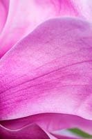 Magnolia 'Susanna van Veen' - extreme close up of a petal 