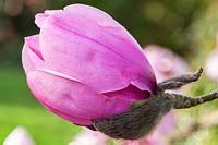 Magnolia 'Susanna van Veen' - profile of single flower with silky bud
