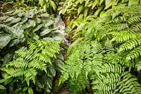 The Rainforest Biome, ferns and other foliage 