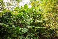 The Rainforest Biome, tropical foliage