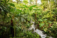 Tropical foliage near running water in The Rainforest Biome 
