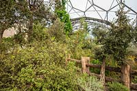 View through plants and fence towards roof in The Mediterranean Biome 