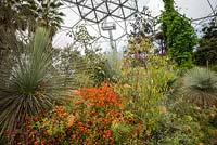 Bed of foliage and flowering plants in The Mediterranean Biome 