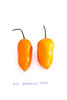 Capsicum baccatum - Aji Amarillo chili peppers
