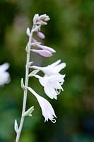 Hosta 'Little Star Struck' - Plantain Lily 'Little Star Struck'