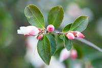 Camellia transnokoensis stem with lots of buds