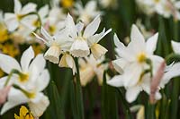 Narcissus triandrus 'Thalia' syn. 'Angels' Tears'