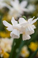 Narcissus triandrus 'Thalia' syn. 'Angels' Tears'