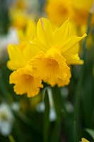 Narcissus cyclamineus 'February Gold' - Cyclamen-flowered Daffodil