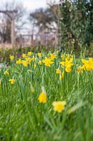 Narcissus 'February Gold' - Miniature Daffodil in flower on a bank on turfed lawn. 