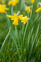 Narcissus 'February Gold' - Miniature Daffodil in flower in turfed lawn. 