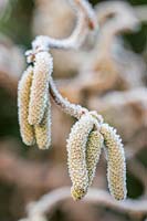 Corylus avellana 'Contorta' - Corkscrew hazel with catkins in frost
