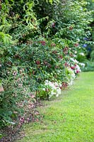 Fuchsia magellanica 'Arauco' and Fuchsia 'Whiteknights Amethyst' in a a mixed border 