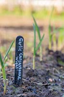 Autumn-planted Garlic 'Carcassonne Wight' emerging shoots. 