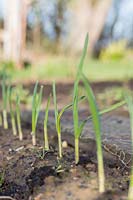 Autumn-planted Garlic 'Carcassonne Wight' emerging shoots.