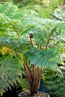 Cyathea brownii 'tree ferns'