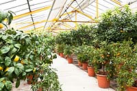 Citrus nursery undercover, view along rows of potted plants