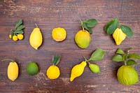 Citrus medica - Citron - collection of fruits 