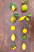 Citrus medica - Citron - collection of different fruits 